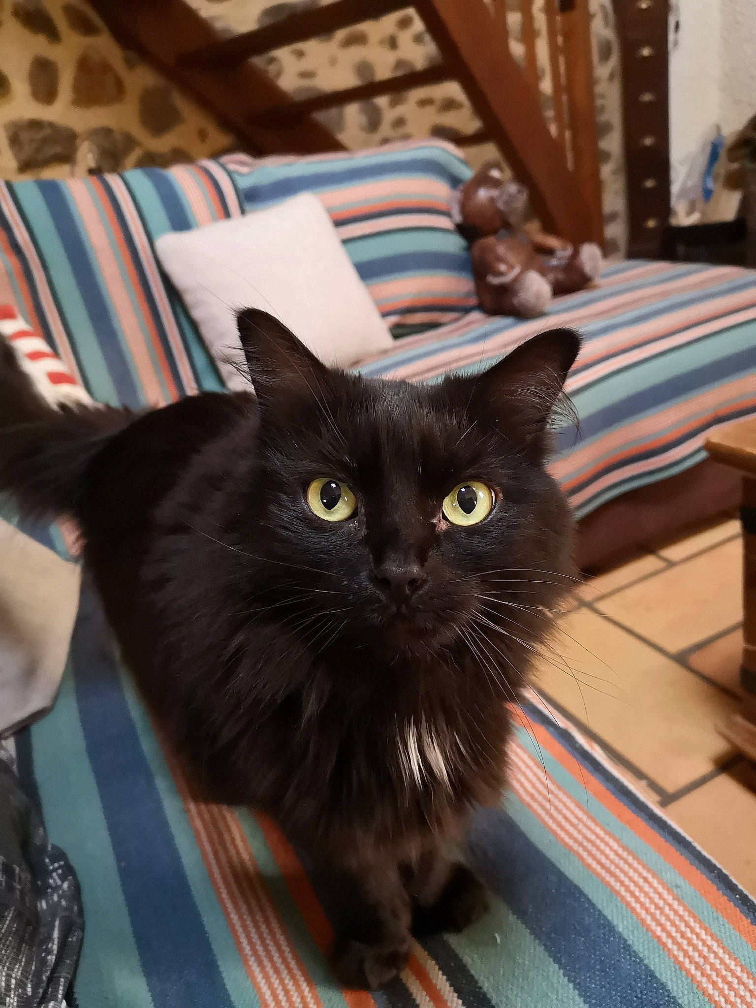 Lily a rejoint le concours — aidez-le/la à gagner de superbes lots ! black_cat, blue, carnivore, cat, comfort, domestic_short_haired_cat, felidae, floor, flooring, fur, grey, hardwood, living_room, pillow, room, small_to_medium_sized_cats, snout, tail, whiskers, wood