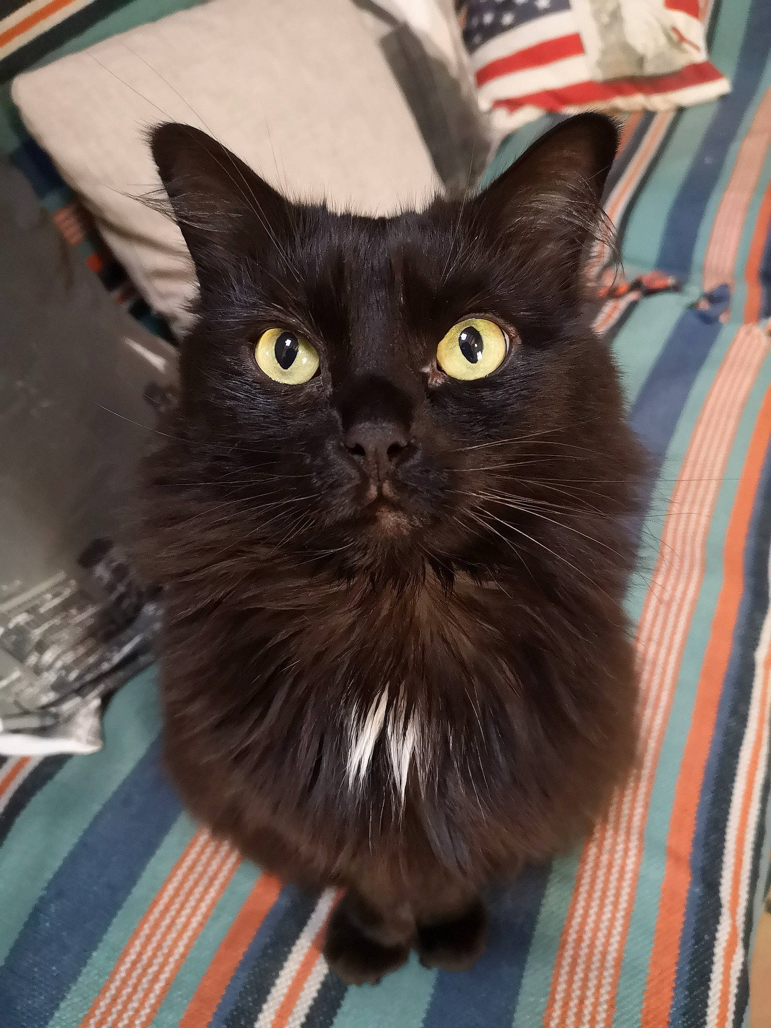 Lily a rejoint le concours — aidez-le/la à gagner de superbes lots ! black_cat, bombay, box, carnivore, cat, claw, comfort, domestic_short_haired_cat, eye, felidae, flag, fur, packaging_and_labeling, pattern, plaid, small_to_medium_sized_cats, snout, tartan, whiskers