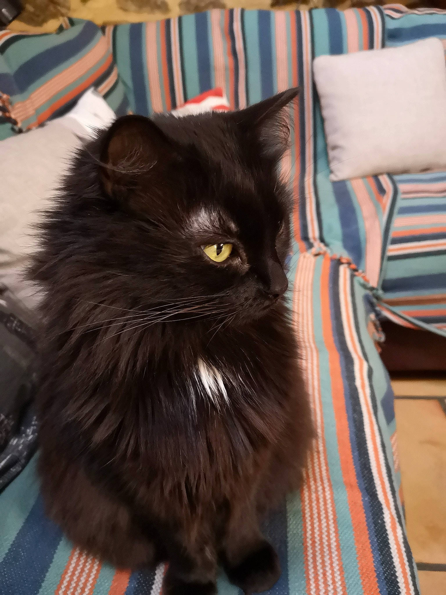 Lily participe au concours pour gagner de l'argent avec cette photo : black_cat, bombay, carnivore, cat, claw, comfort, domestic_short_haired_cat, felidae, flooring, fur, grey, hardwood, pillow, plaid, small_to_medium_sized_cats, snout, tail, tartan, throw_pillow, whiskers