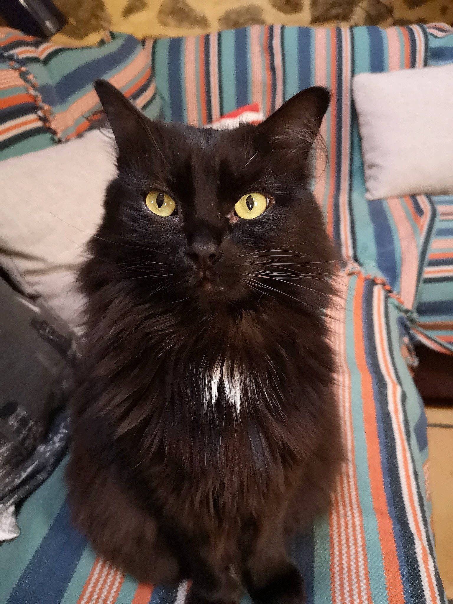 Lily participe au concours pour gagner de l'argent avec cette photo : black_cat, bombay, carnivore, cat, claw, comfort, domestic_short_haired_cat, felidae, fur, grey, paw, pet_supply, sitting, small_to_medium_sized_cats, tail, terrestrial_animal, whiskers, window