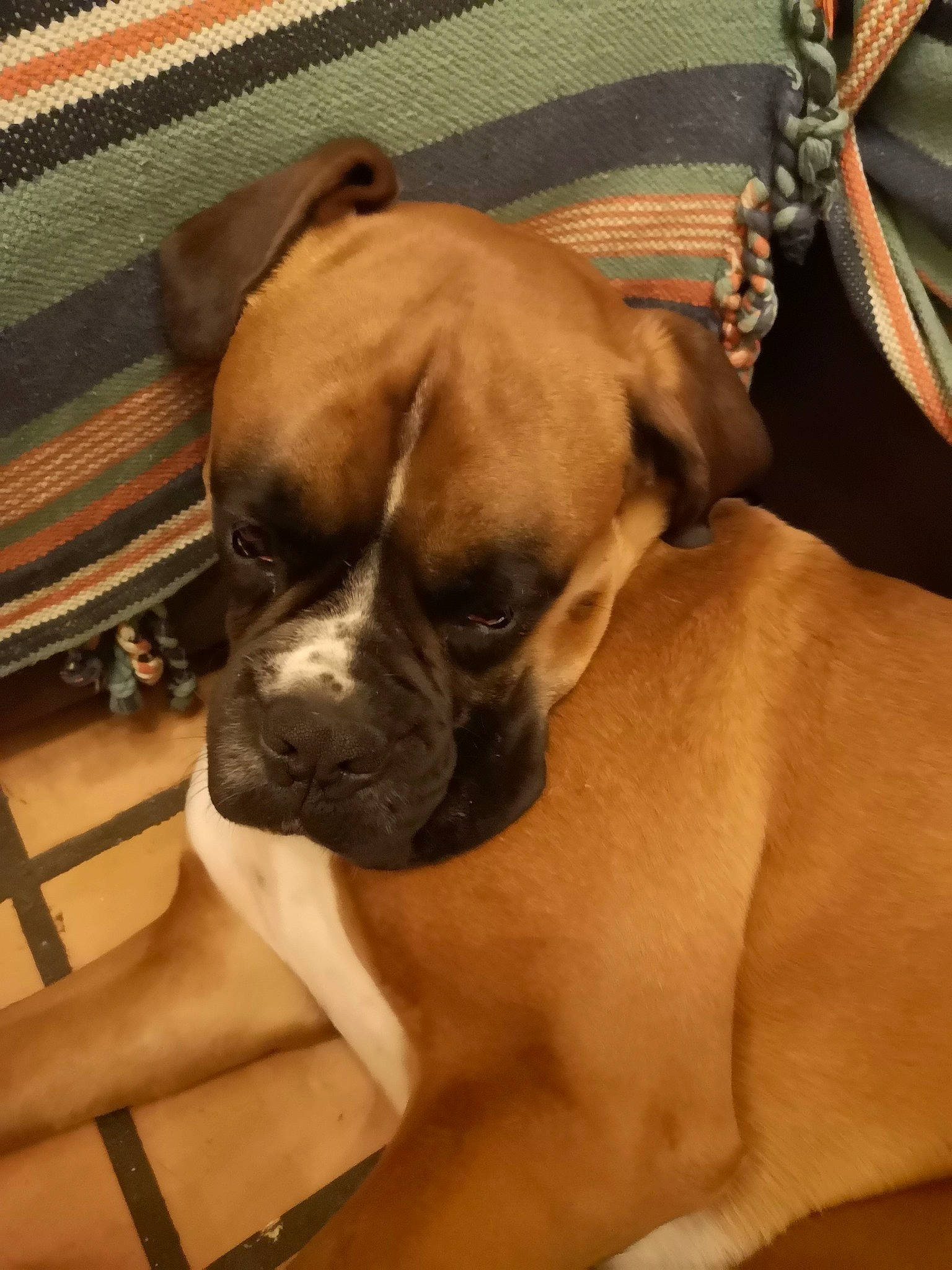 Boston participe au concours pour gagner de l'argent avec cette photo : bored, boxer, canidae, carnivore, companion_dog, dog, dog_breed, dog_collar, fawn, flooring, hardwood, paw, snout, sporting_group, toy_dog, whiskers, wood, working_animal, working_dog, wrinkle