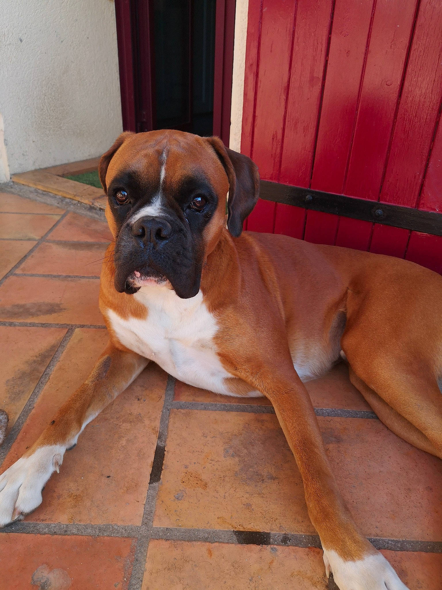 Boston a rejoint le concours — aidez-le/la à gagner de superbes lots ! ancient_dog_breeds, bored, boxer, canidae, carnivore, companion_dog, dog, dog_breed, fawn, flooring, hardwood, liver, non_sporting_group, snout, sporting_group, wood, working_animal, working_dog, wrinkle