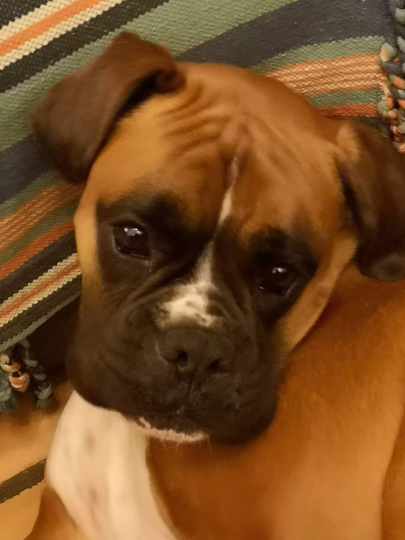 Boston a rejoint le concours — aidez-le/la à gagner de superbes lots ! bored, boxer, canidae, carnivore, collar, companion_dog, dog, dog_breed, dog_collar, ear, fawn, molosser, non_sporting_group, snout, sporting_group, whiskers, wood, working_animal, working_dog, wrinkle