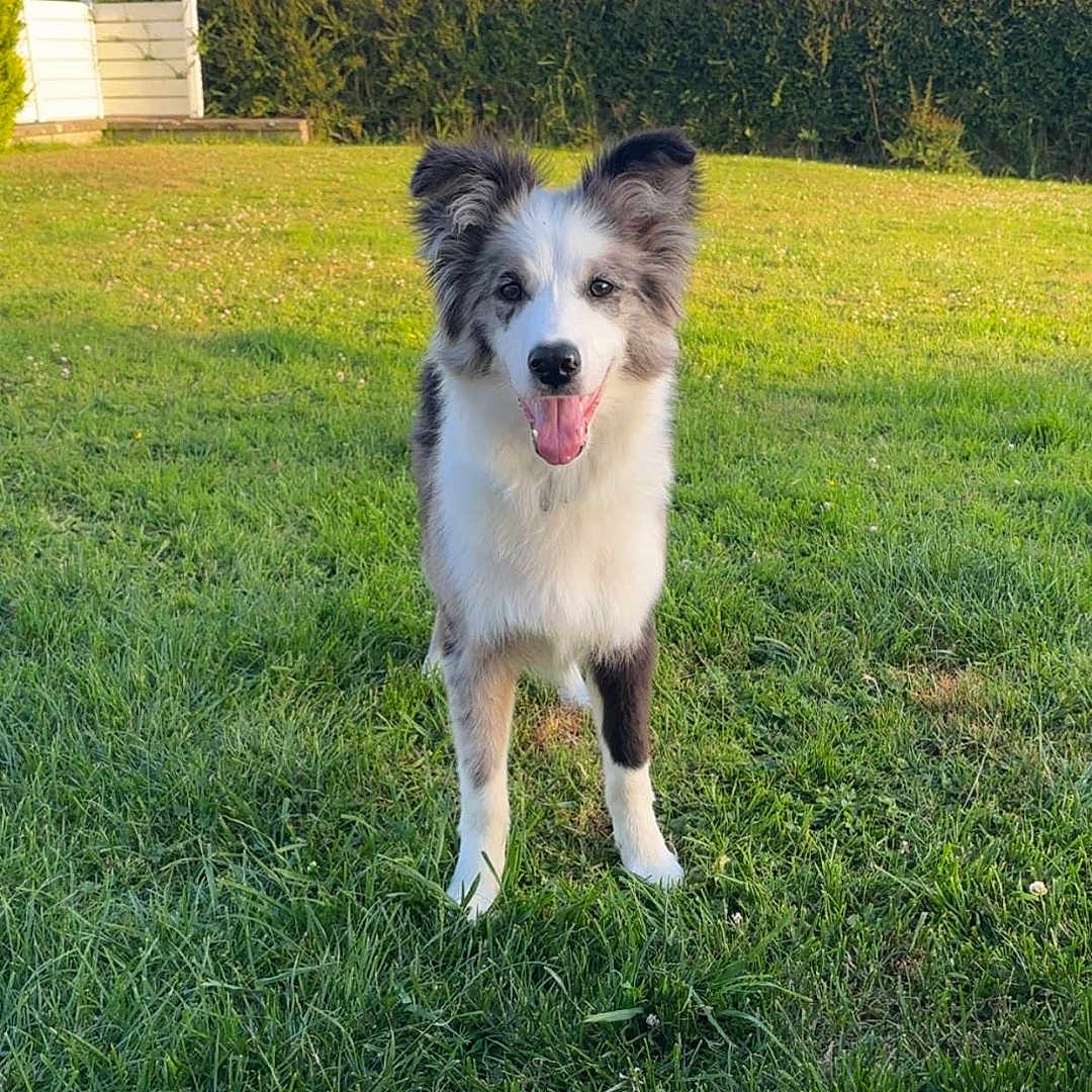 Aldo