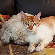 Filou participe au concours pour gagner de l'argent avec cette photo : cat, dog, blanket, sofa, furniture, pet, indoor, cozy, fur, resting, animal, companions, orange_cat, white_dog, couch, relaxing, domestic, cute, snuggling, home