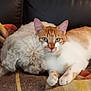 cat, dog, blanket, sofa, furniture, pet, indoor, cozy, fur, resting, animal, companions, orange_cat, white_dog, couch, relaxing, domestic, cute, snuggling, home