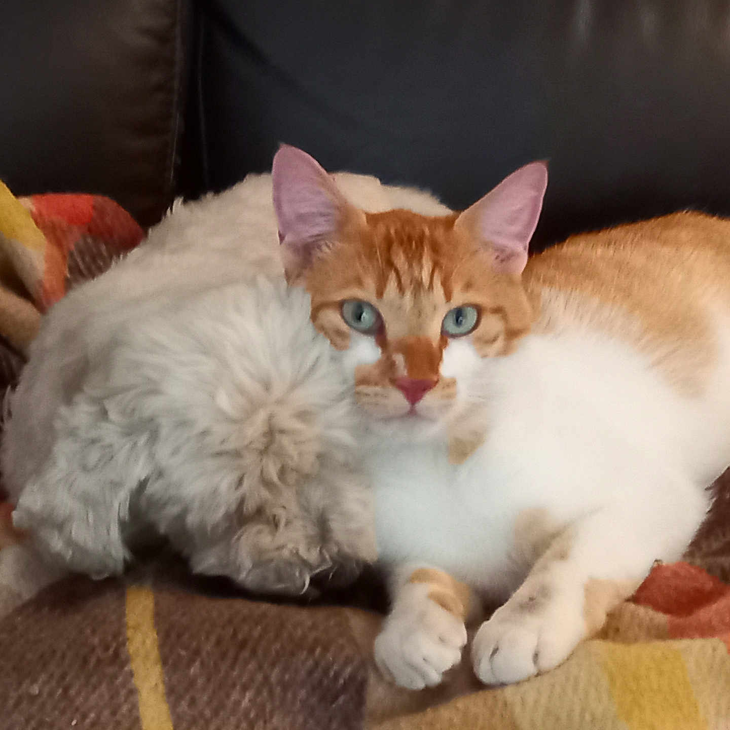 Filou participe au concours pour gagner de l'argent avec cette photo : animal, blanket, cat, companions, couch, cozy, cute, dog, domestic, fur, furniture, home, indoor, orange_cat, pet, relaxing, resting, snuggling, sofa, white_dog