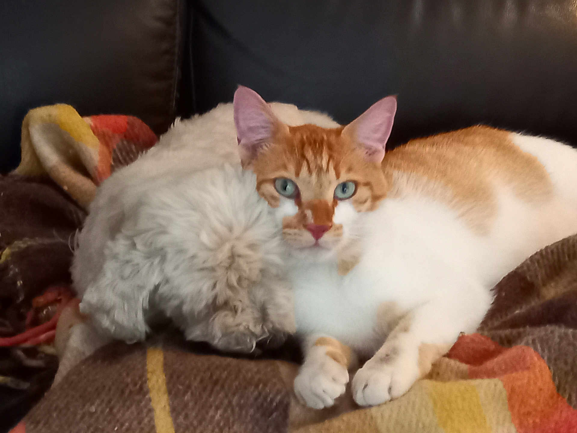 Filou participe au concours pour gagner de l'argent avec cette photo : cat, dog, blanket, sofa, furniture, pet, indoor, cozy, fur, resting, animal, companions, orange_cat, white_dog, couch, relaxing, domestic, cute, snuggling, home