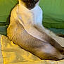 animal, blue_eyes, cat, close_up, cozy, cute, domestic_animal, feline, fur, green_background, indoor, mammal, pet, portrait, quilt, relaxed, siamese, sitting, whiskers, yellow