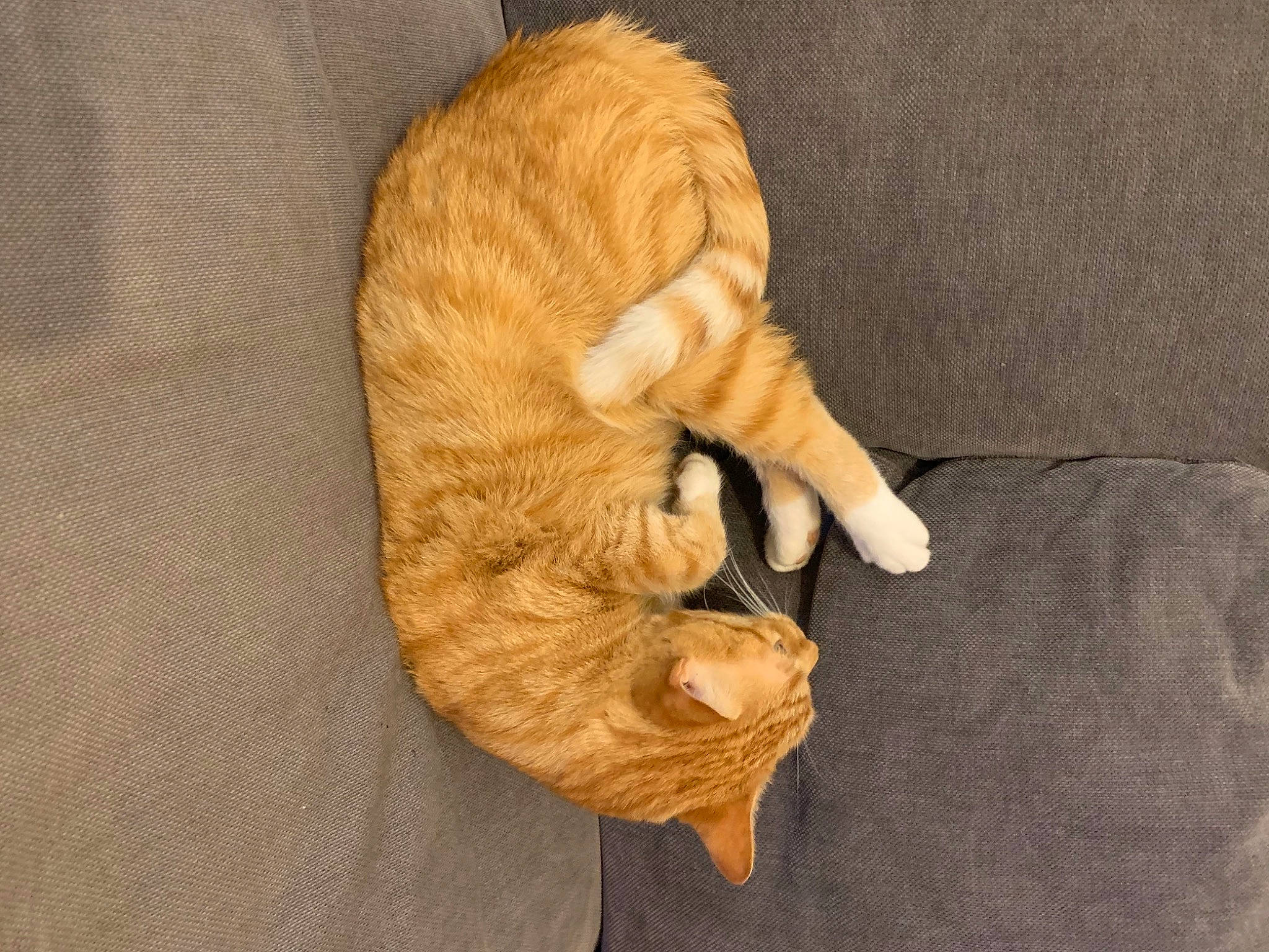 Gingie joined the competition — help win amazing prizes! carnivore, cat, claw, domestic_short_haired_cat, european_shorthair, fawn, felidae, fur, german_rex, paw, small_to_medium_sized_cats, tabby_cat, tail, whiskers, wood