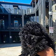 Diesel is registered to the contest to win money with this photo: puppy, dog, black, curly_fur, fluffy, hand, watch, outdoor, urban, building, sky, sunlight, sidewalk, person, pet, cute, animal, closeup, daytime, holding