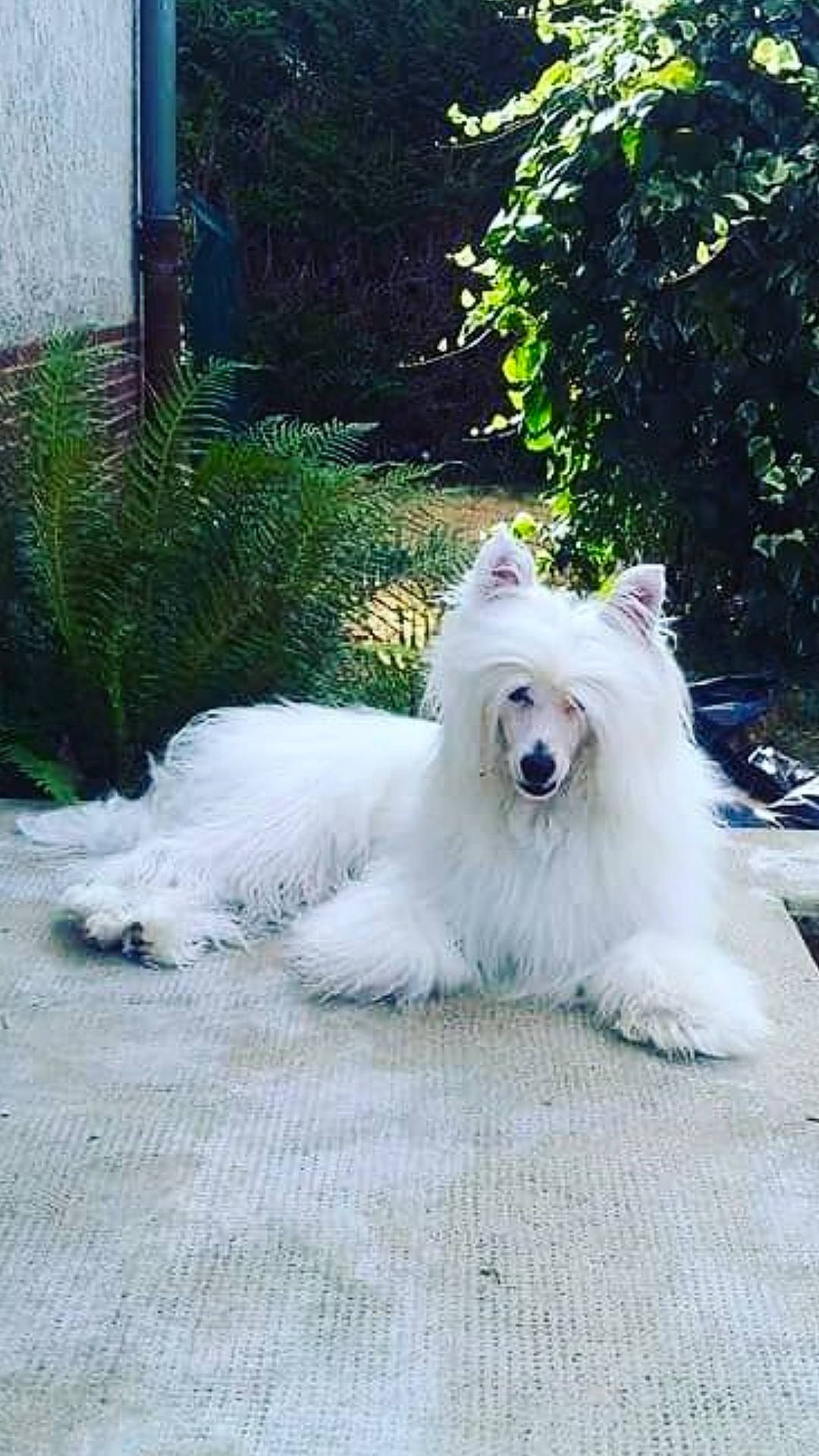 Satys participe au concours pour gagner de l'argent avec cette photo : ancient_dog_breeds, canidae, carnivore, companion_dog, dog, dog_breed, herding_dog, small_terrier, snout, sporting_group, vertebrate, west_highland_white_terrier, working_animal, working_dog