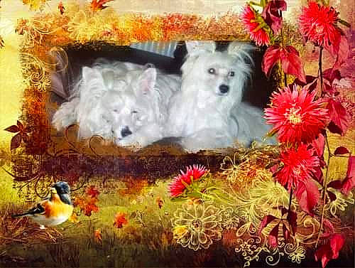 Satys participe au concours pour gagner de l'argent avec cette photo : beak, bird, canidae, carnivore, companion_dog, dog, dog_breed, feather, flower, indian_spitz, painting, perching_bird, samoyed, sled_dog, songbird, spitz, vertebrate, west_highland_white_terrier, wildflower, working_animal