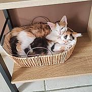 Baba Et Bluey a rejoint le concours — aidez-le/la à gagner de superbes lots ! cat, cats, basket, wooden_shelf, floor_tiles, snuggling, fur, ears, eyes, indoor, pet, animal, calico_cat, tabby_cat, cozy, resting, cute, small_space, cuddling, feline