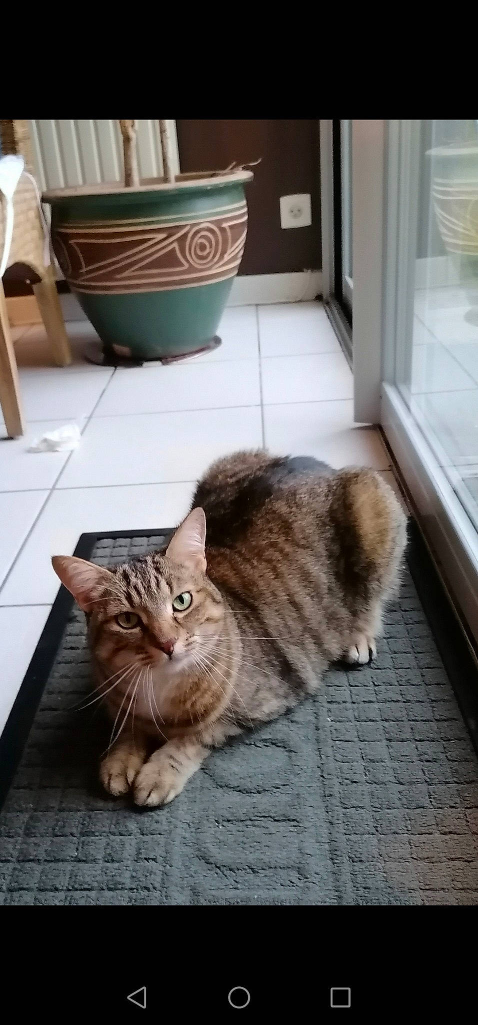 Mikie participe au concours pour gagner de l'argent avec cette photo : carnivore, cat, claw, comfort, domestic_short_haired_cat, fawn, felidae, floor, flooring, fur, grey, hardwood, paw, sitting, small_to_medium_sized_cats, snout, tail, whiskers, window, wood