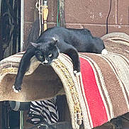 Guido is registered to the contest to win money with this photo: animal, black_cat, broom, cat, claws, fur, furniture, household_items, indoor, lazy, paw, pet, red_stripe, relaxed, resting, rolled_rug, rope, striped_rug, whiskers, wooden_wall