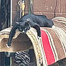 animal, black_cat, broom, cat, claws, fur, furniture, household_items, indoor, lazy, paw, pet, red_stripe, relaxed, resting, rolled_rug, rope, striped_rug, whiskers, wooden_wall