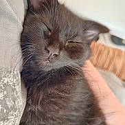 Yoko participe au concours pour gagner de l'argent avec cette photo : cat, kitten, sleeping, black_fur, whiskers, close_up, cushion, cozy, pet, domestic_animal, resting, feline, indoor, soft_light, cute, relaxed, animal_portrait, peaceful, fur, nap
