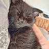 cat, kitten, sleeping, black_fur, whiskers, close_up, cushion, cozy, pet, domestic_animal, resting, feline, indoor, soft_light, cute, relaxed, animal_portrait, peaceful, fur, nap