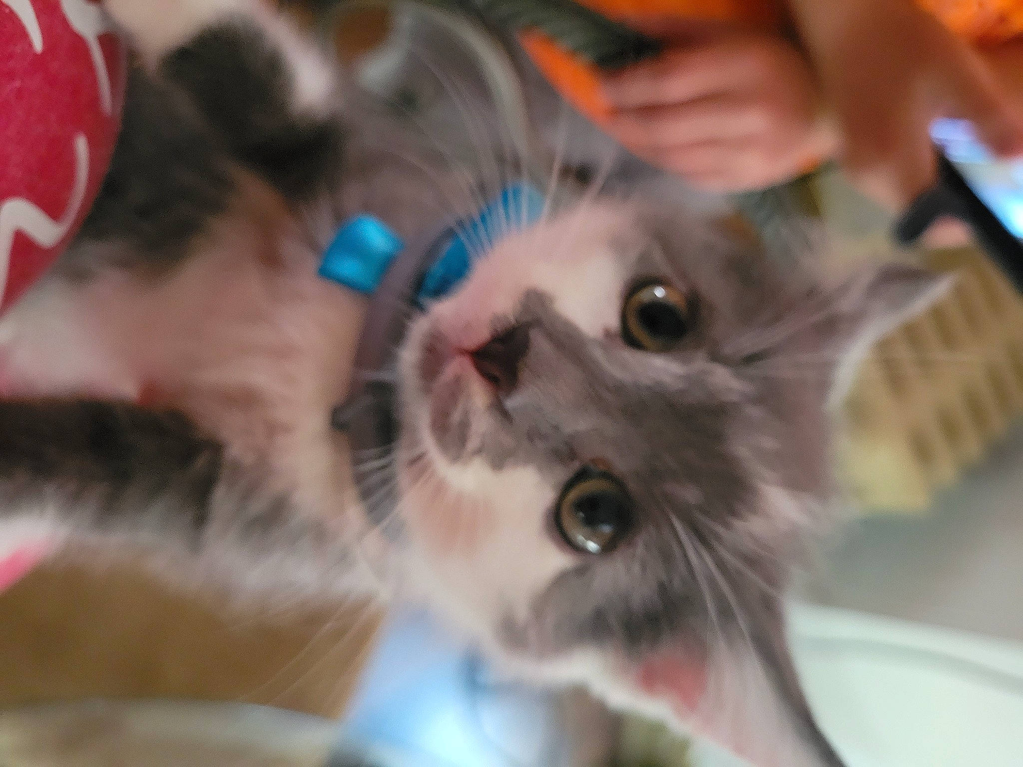 Pudgy is registered to the contest to win money with this photo: carnivore, cat, cat_supply, claw, domestic_short_haired_cat, ear, electric_blue, fawn, felidae, fur, paw, russian_blue, small_to_medium_sized_cats, snout, thai, whiskers