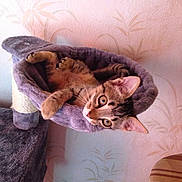 Kitou participe au concours pour gagner de l'argent avec cette photo :