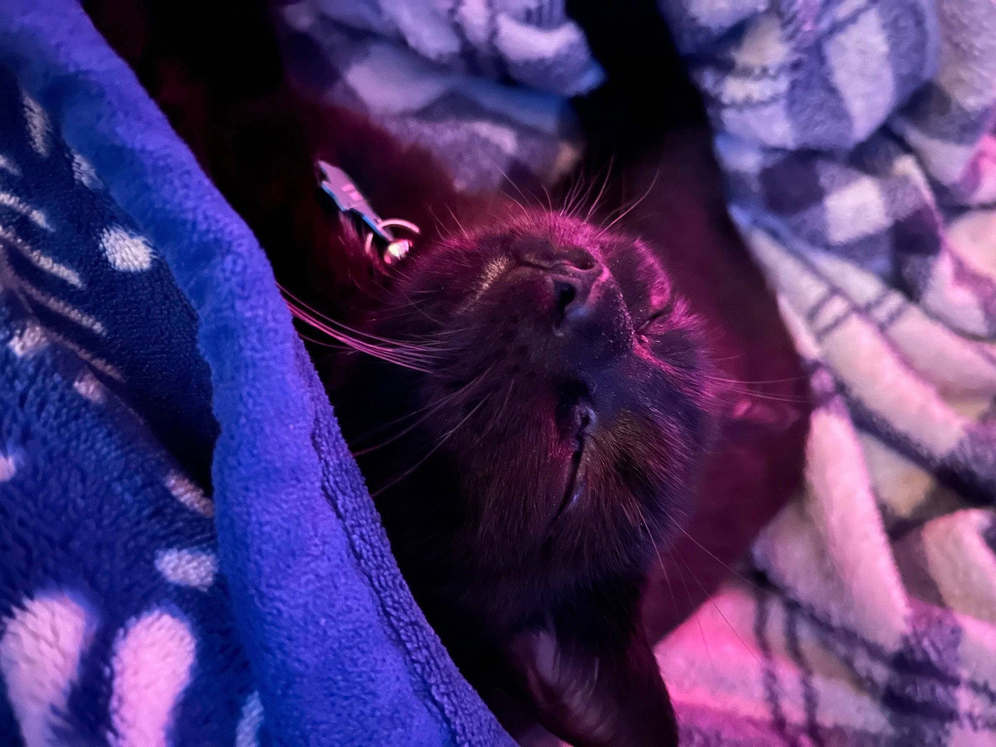 Venom is registered to the contest to win money with this photo: carnivore, cat, claw, close_up, comfort, darkness, electric_blue, felidae, fur, magenta, mustelidae, pink, plant, purple, rodent, small_to_medium_sized_cats, textile, violet, whiskers, wildlife