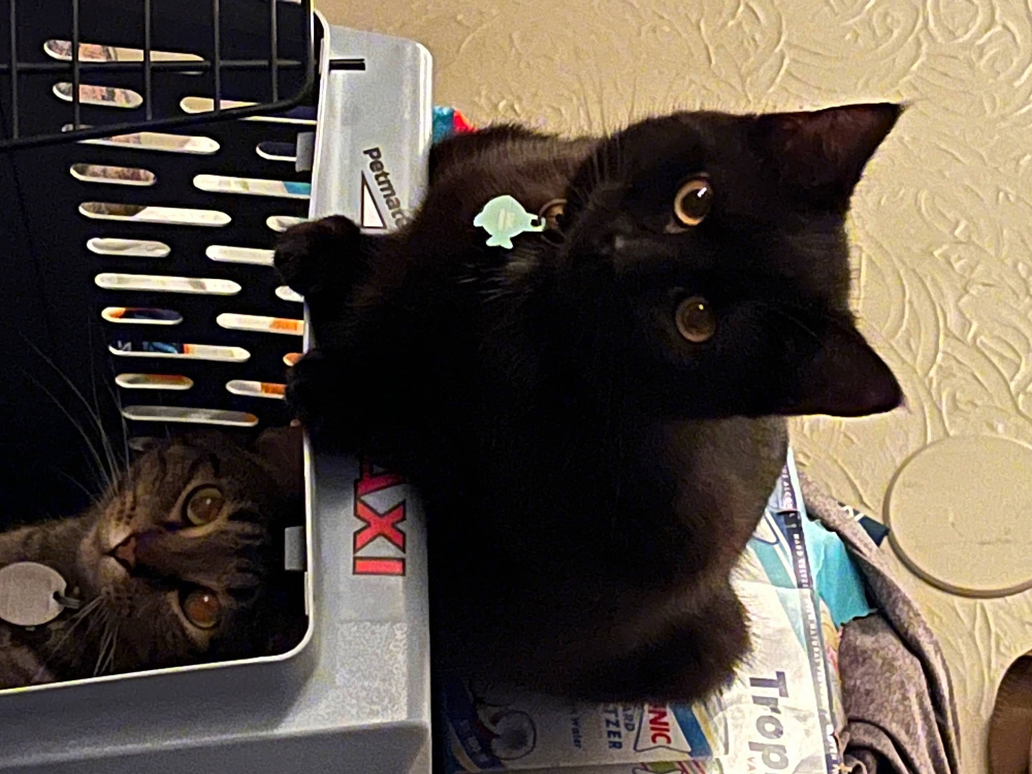 Venom joined the competition — help win amazing prizes! black_cat, bombay, box, cardboard, carnivore, cat, cat_supply, domestic_short_haired_cat, felidae, fur, grey, mammal, paper_product, pet_supply, room, small_to_medium_sized_cats, snout, tail, vertebrate, whiskers