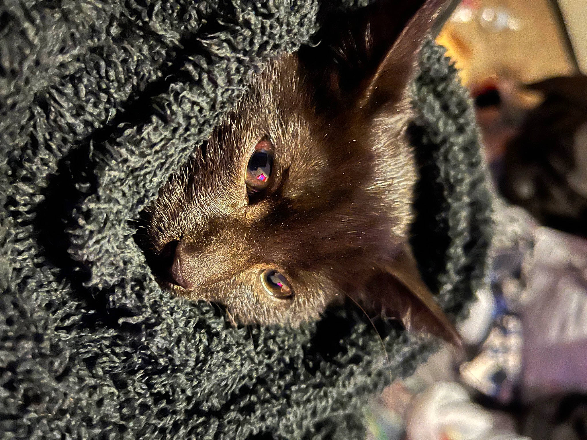 Venom is registered to the contest to win money with this photo: bat, canidae, carnivore, claw, dog_breed, domestic_short_haired_cat, fawn, felidae, fur, macro_photography, pattern, small_to_medium_sized_cats, snout, soil, terrestrial_animal, tree, whiskers, wildlife, wood