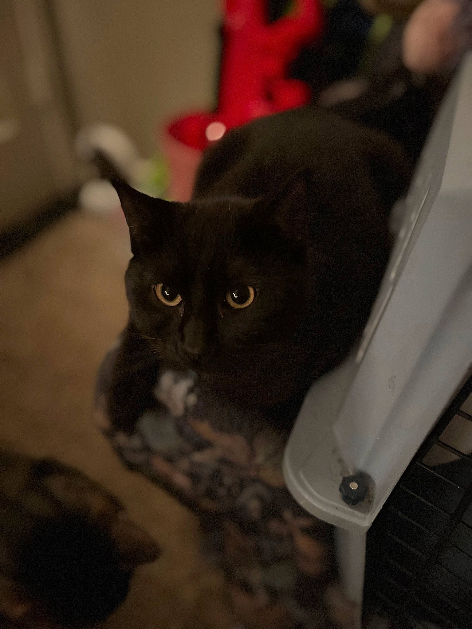 Venom is registered to the contest to win money with this photo: black_cat, carnivore, cat, comfort, domestic_short_haired_cat, felidae, flooring, fur, hardwood, room, small_to_medium_sized_cats, tail, terrestrial_animal, whiskers, wood