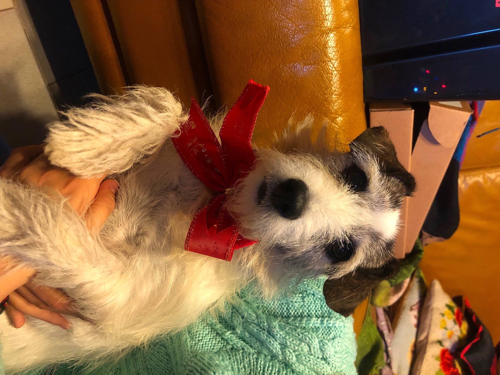 Lovely a rejoint le concours — aidez-le/la à gagner de superbes lots ! canidae, carnivore, companion_dog, dog, dog_breed, dog_clothes, dog_supply, fawn, fur, non_sporting_group, paw, snout, sporting_group, toy_dog, whiskers, working_animal