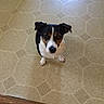 Hannah joined the competition — help win amazing prizes! dog, pet, indoor, floor, tile_floor, black_and_white, small_dog, curious, sitting, looking_up, animal, companion, cute, ears, eyes, nose, wooden_floor, home, domestic, canine