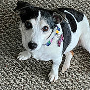 Hannah joined the competition — help win amazing prizes! dog, pet, animal, black_and_white, collar, tag, carpet, indoor, cute, sitting, fur, paw, looking_up, ears, small_dog, domestic_animal, companion, friendly, alert, canine