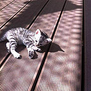 Nina a rejoint le concours — aidez-le/la à gagner de superbes lots ! kitten, cat, striped, wooden_deck, sunlight, shadow_pattern, pet, animal, small, cute, relaxing, outdoor, daylight, fur, whiskers, paw, young, nature, playful, resting