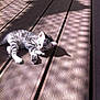 kitten, cat, striped, wooden_deck, sunlight, shadow_pattern, pet, animal, small, cute, relaxing, outdoor, daylight, fur, whiskers, paw, young, nature, playful, resting