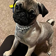 Zadie is registered to the contest to win money with this photo: animal, black, bow_charm, brown, carpet, close_up, companion, curious, cute, dog, domestic, furry, head_tilt, indoor, pearl_necklace, pet, portrait, pug, puppy, small_dog