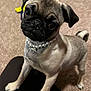 animal, black, bow_charm, brown, carpet, close_up, companion, curious, cute, dog, domestic, furry, head_tilt, indoor, pearl_necklace, pet, portrait, pug, puppy, small_dog
