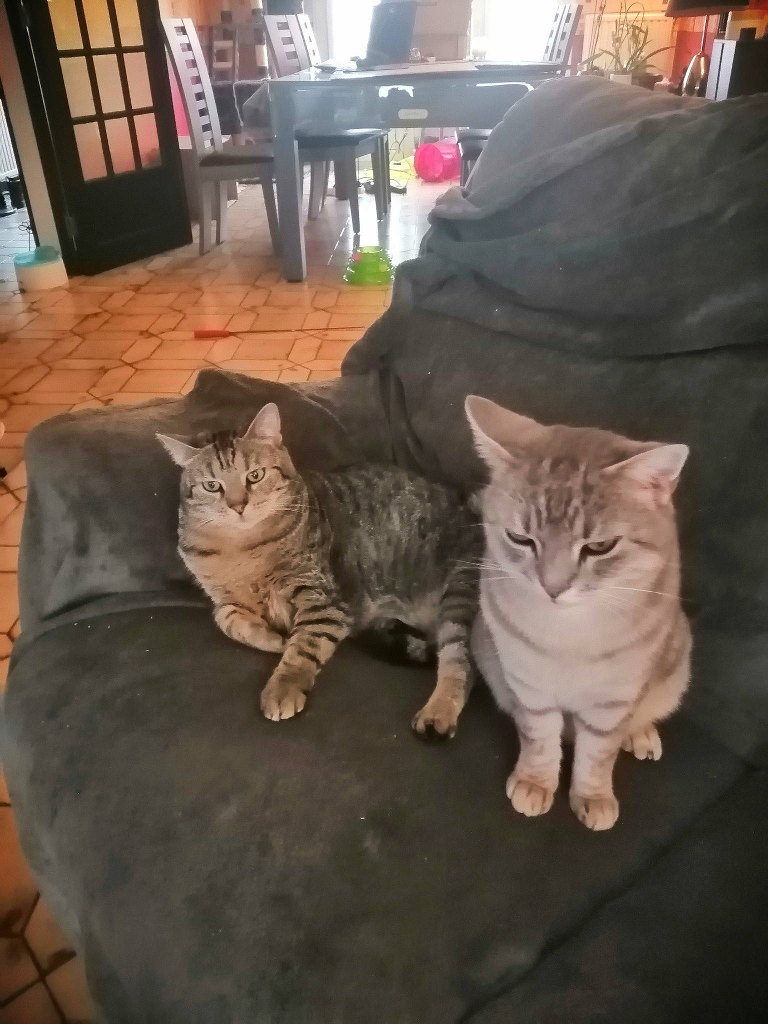 Bébé a rejoint le concours — aidez-le/la à gagner de superbes lots ! carnivore, cat, chair, comfort, domestic_short_haired_cat, felidae, fur, grey, hardwood, lap, mammal, paw, plant, sitting, small_to_medium_sized_cats, table, tail, vertebrate, whiskers, wood