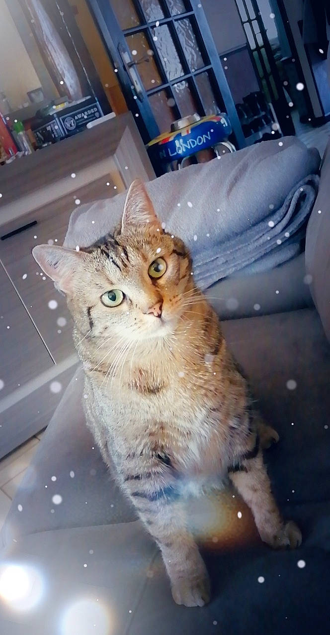 Bébé a rejoint le concours — aidez-le/la à gagner de superbes lots ! automotive_lighting, carnivore, cat, domestic_short_haired_cat, door, fawn, felidae, flooring, fur, paw, sitting, small_to_medium_sized_cats, snout, tail, whiskers, window, winter, wood