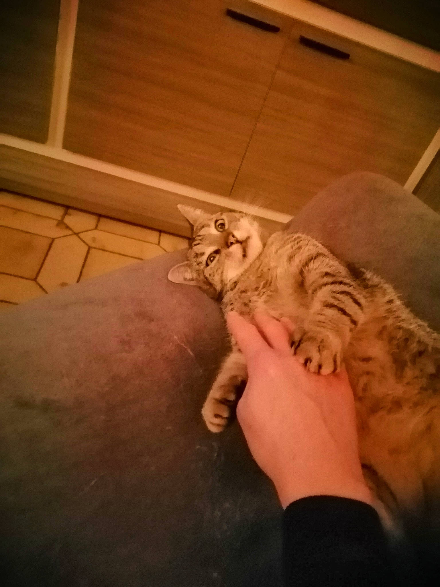 Bébé a rejoint le concours — aidez-le/la à gagner de superbes lots ! carnivore, cat, comfort, companion_dog, fawn, felidae, floor, flooring, gesture, hardwood, human_body, leg, nail, small_to_medium_sized_cats, snout, tail, thigh, vertebrate, whiskers, wood