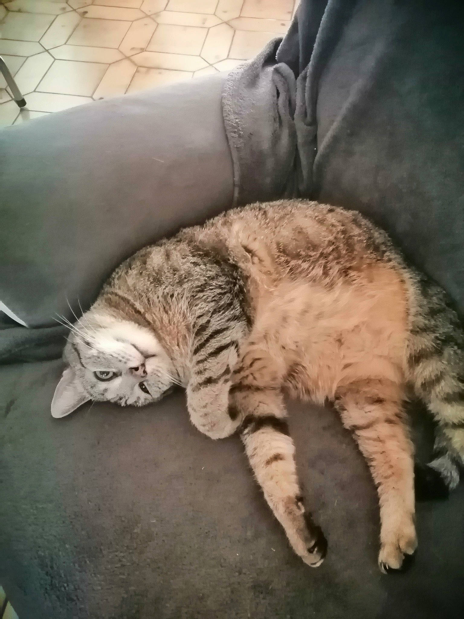 Bébé participe au concours pour gagner de l'argent avec cette photo : carnivore, cat, claw, comfort, domestic_short_haired_cat, felidae, foot, fur, human_leg, mammal, nap, paw, sleep, small_to_medium_sized_cats, snout, tail, terrestrial_animal, vertebrate, whiskers, wood