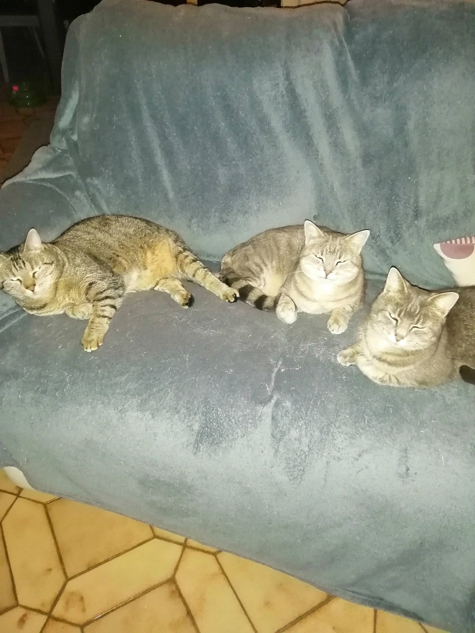 Bébé a rejoint le concours — aidez-le/la à gagner de superbes lots ! carnivore, cat, comfort, couch, domestic_short_haired_cat, fawn, felidae, flooring, fur, grey, nap, pattern, paw, small_to_medium_sized_cats, tail, terrestrial_animal, whiskers, wood