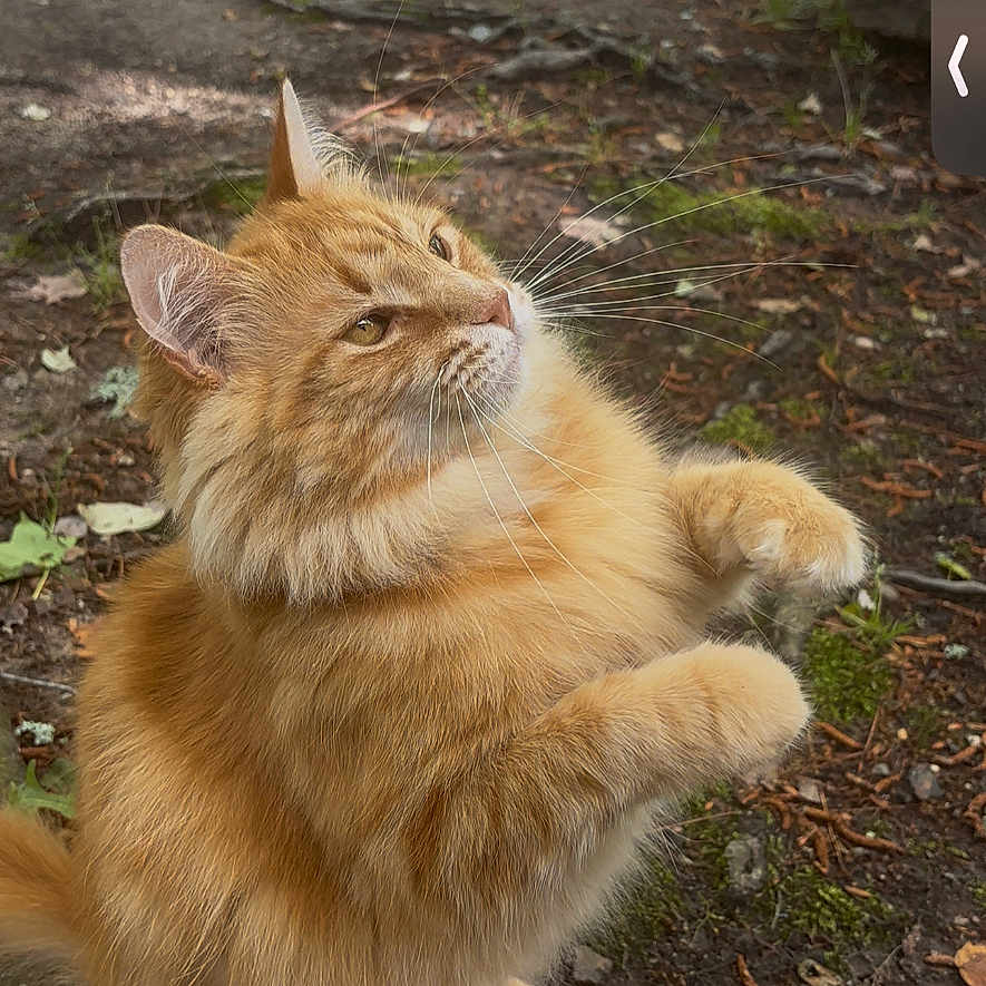 Mimi joined the competition — help win amazing prizes! alert, animal, cat, curious, cute, daylight, fluffy, fur, ground, leaves, mammal, nature, orange_cat, outdoor, paws, pet, standing, tree_roots, whiskers, wildlife