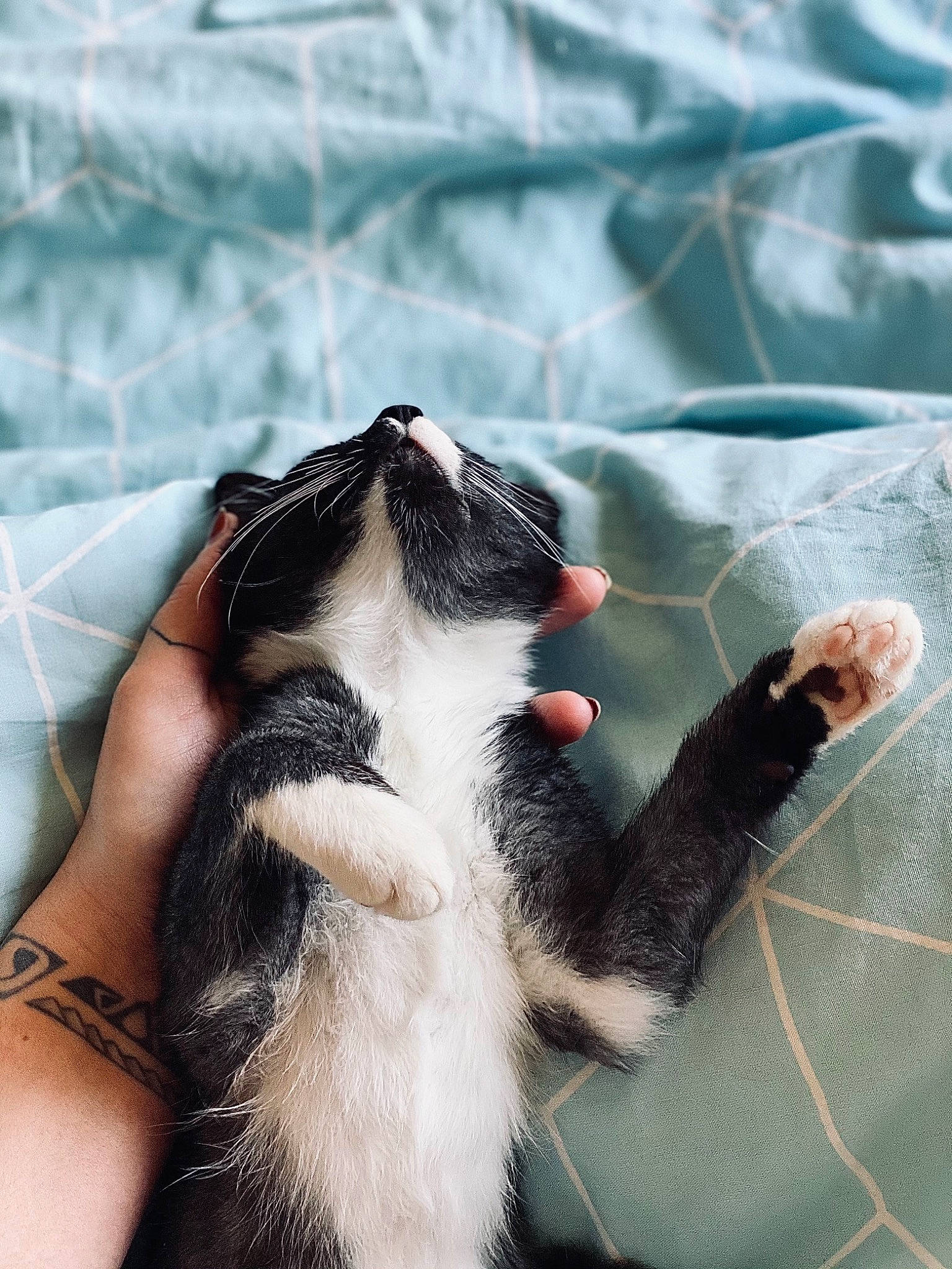 Rubeus participe au concours pour gagner de l'argent avec cette photo : carnivore, cat, claw, felidae, fur, hand, paw, small_to_medium_sized_cats, snout, tail, whiskers