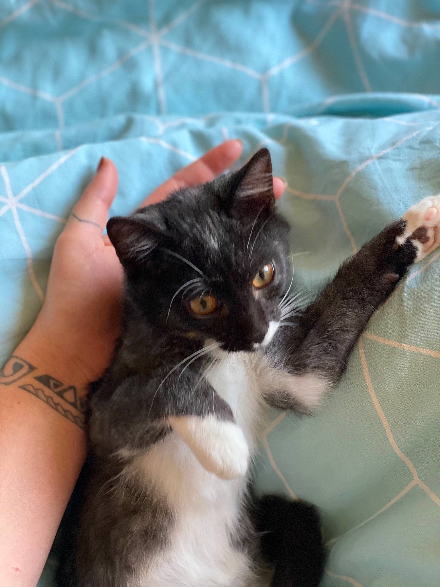 Rubeus participe au concours pour gagner de l'argent avec cette photo : american_wirehair, black_cat, carnivore, cat, claw, domestic_short_haired_cat, ear, european_shorthair, eye, felidae, fur, hand, kitten, norwegian_forest_cat, polydactyl_cat, skin, small_to_medium_sized_cats, whiskers