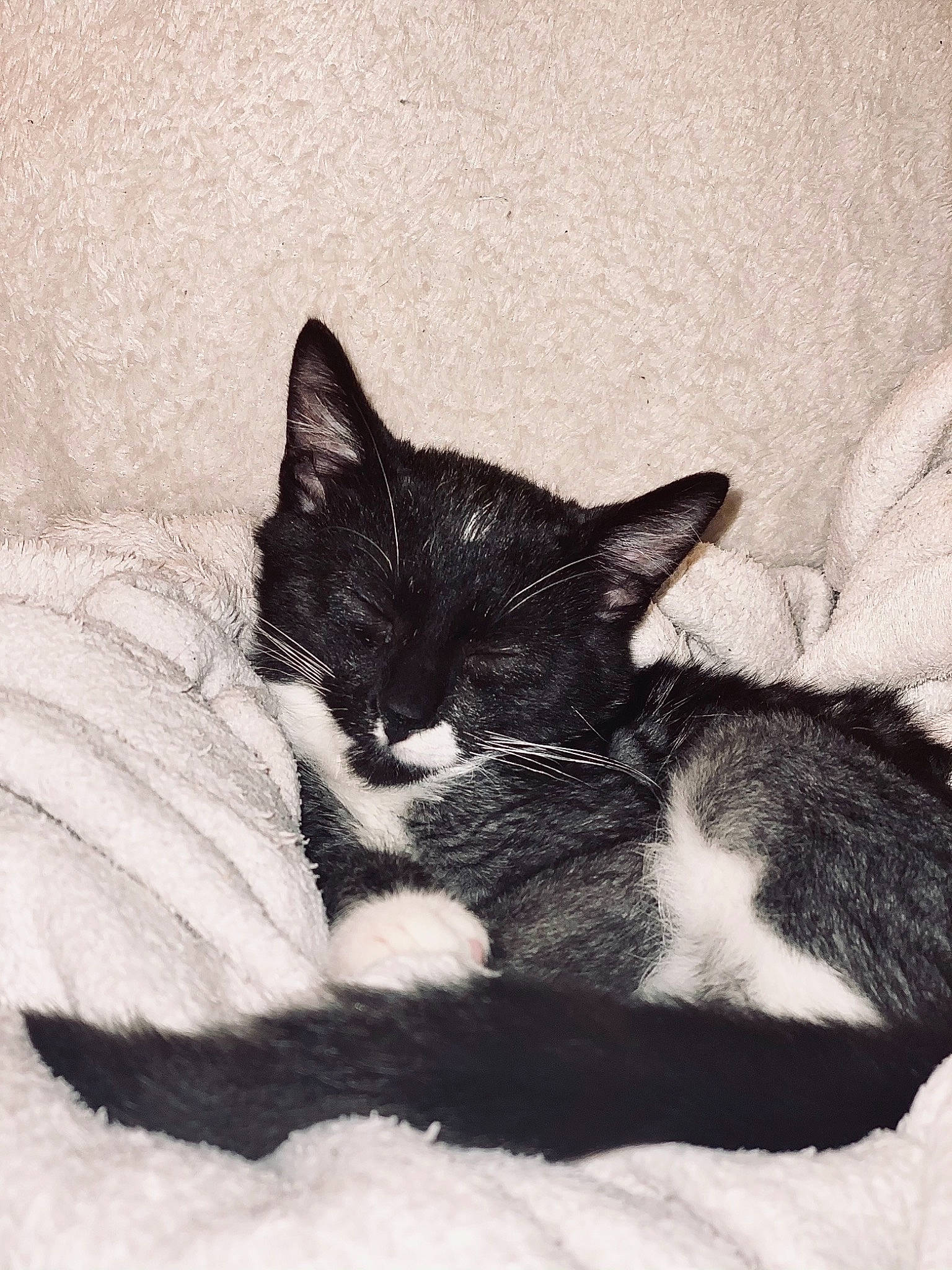 Rubeus participe au concours pour gagner de l'argent avec cette photo : asian, black, black_and_white, black_cat, carnivore, cat, domestic_short_haired_cat, ear, eye, felidae, fur, kitten, monochrome, monochrome_photography, sleep, small_to_medium_sized_cats, snout, tail, whiskers, white