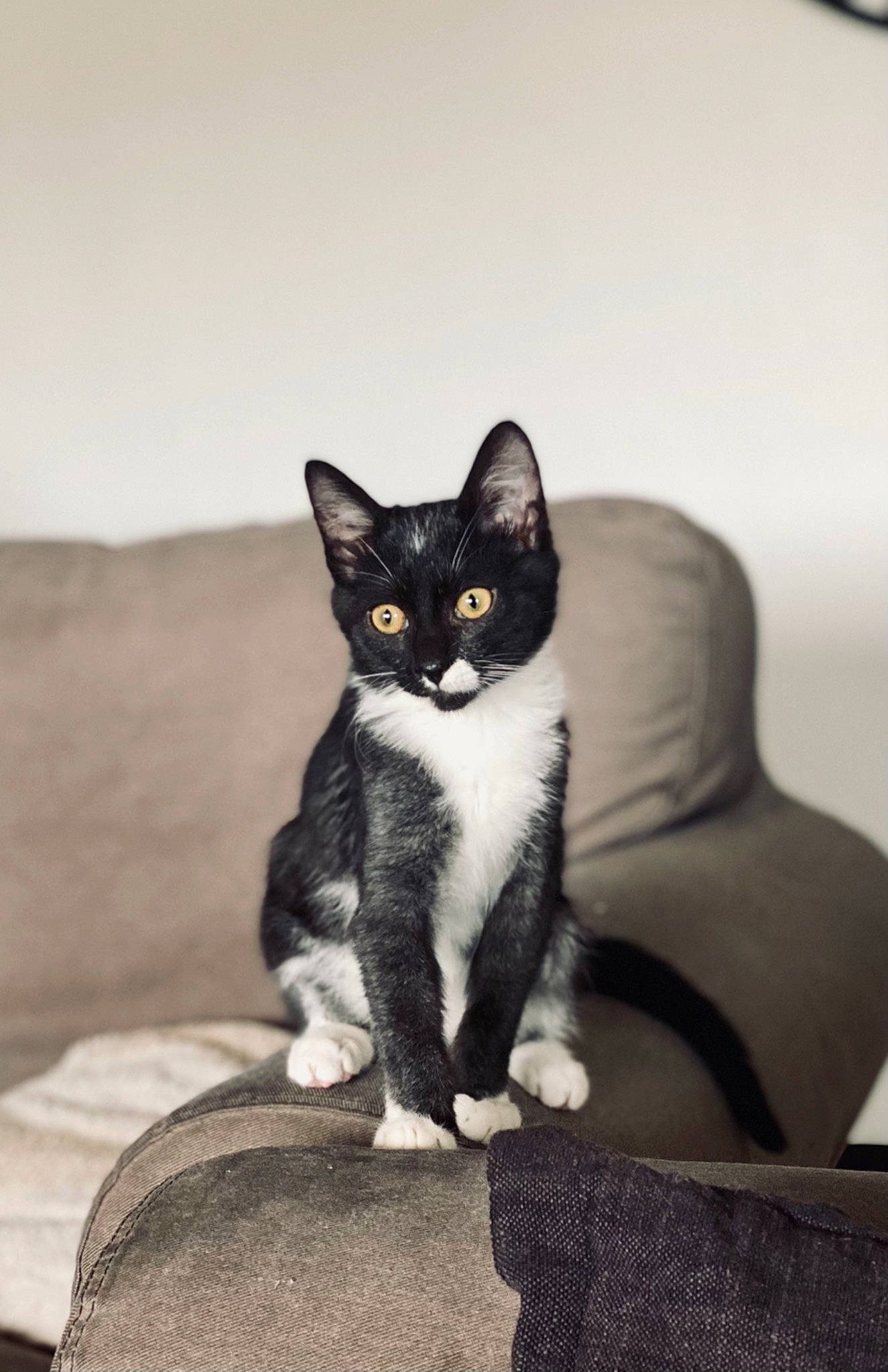 Rubeus a rejoint le concours — aidez-le/la à gagner de superbes lots ! aegean_cat, american_wirehair, asian, black_and_white, carnivore, cat, domestic_short_haired_cat, european_shorthair, eye, felidae, fur, kitten, mammal, paw, polydactyl_cat, sitting, small_to_medium_sized_cats, whiskers