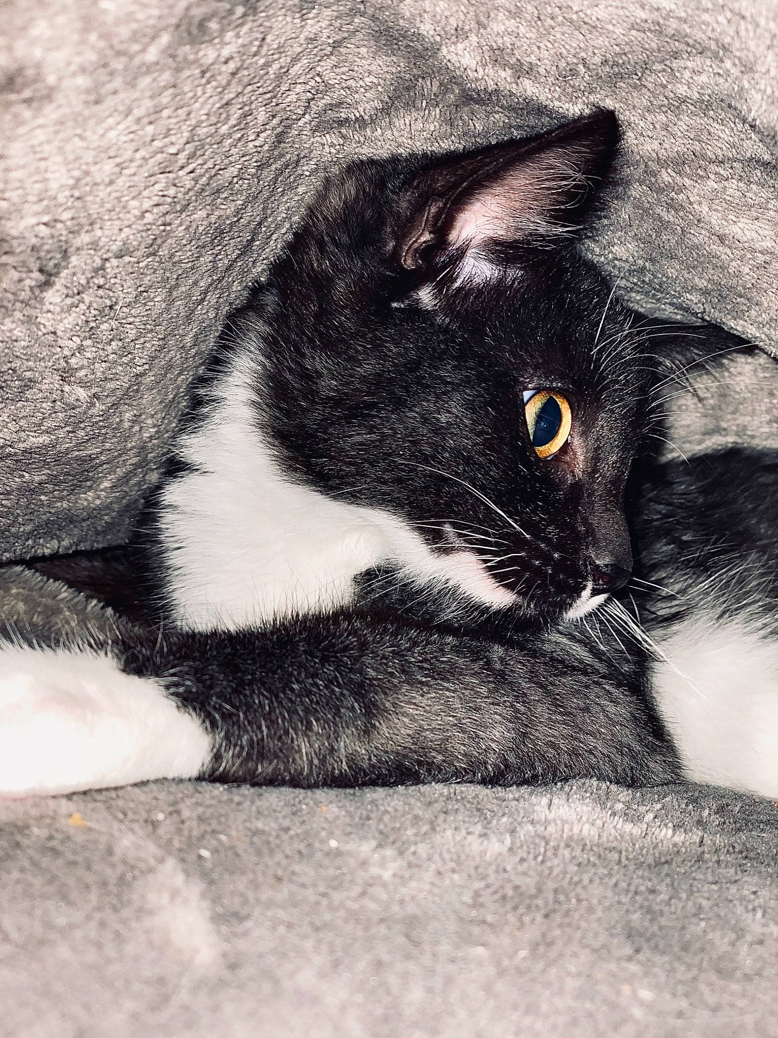 Rubeus participe au concours pour gagner de l'argent avec cette photo : black, black_and_white, black_cat, carnivore, cat, domestic_short_haired_cat, eye, felidae, fur, kitten, leg, monochrome_photography, nose, organ, photography, sand, small_to_medium_sized_cats, snout, whiskers, white