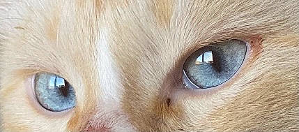 Pouffy participe au concours pour gagner de l'argent avec cette photo : carnivore, cat, close_up, eye, eyebrow, eyelash, fawn, felidae, fur, head, iris, nose, ojos_azules, ophthalmology, organ, photography, skin, small_to_medium_sized_cats, snout, whiskers