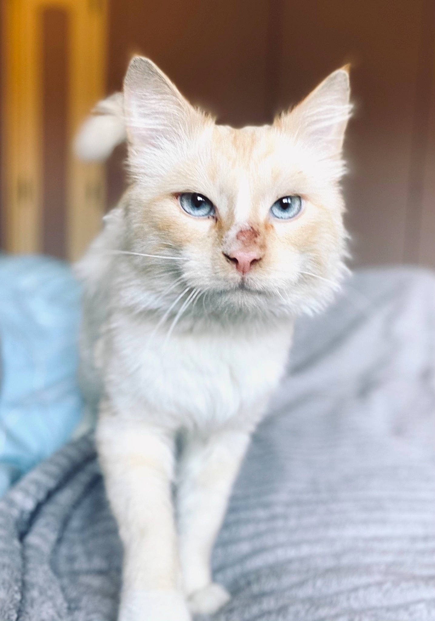 Pouffy a rejoint le concours — aidez-le/la à gagner de superbes lots ! aegean_cat, asian, asian_semi_longhair, burmilla, carnivore, cat, domestic_long_haired_cat, domestic_short_haired_cat, eye, fawn, felidae, kitten, mammal, norwegian_forest_cat, ragdoll, small_to_medium_sized_cats, turkish_angora, turkish_van, vertebrate, whiskers