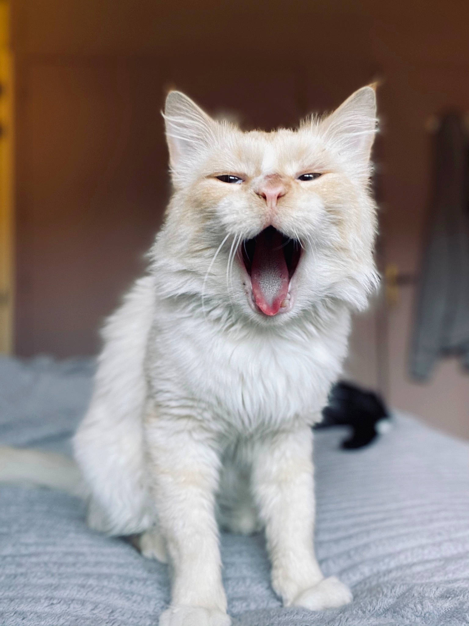 Pouffy a rejoint le concours — aidez-le/la à gagner de superbes lots ! carnivore, cat, ear, eye, facial_expression, felidae, fur, kitten, mammal, mouth, norwegian_forest_cat, nose, organ, small_to_medium_sized_cats, snout, turkish_angora, turkish_van, vertebrate, whiskers, yawn